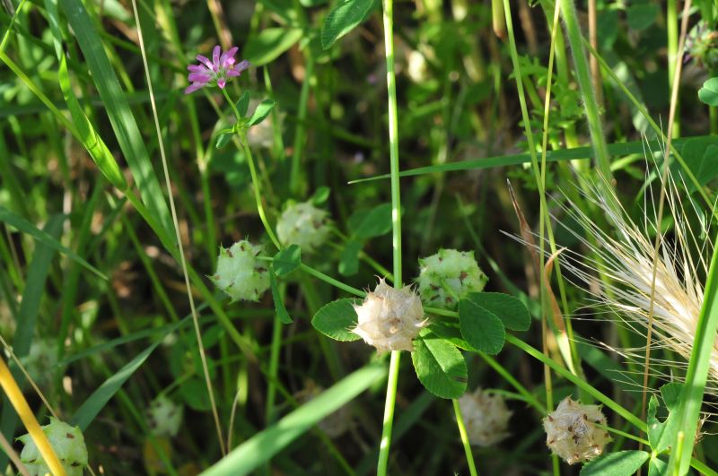 Trifolium pratense e Trifolium resupinatum